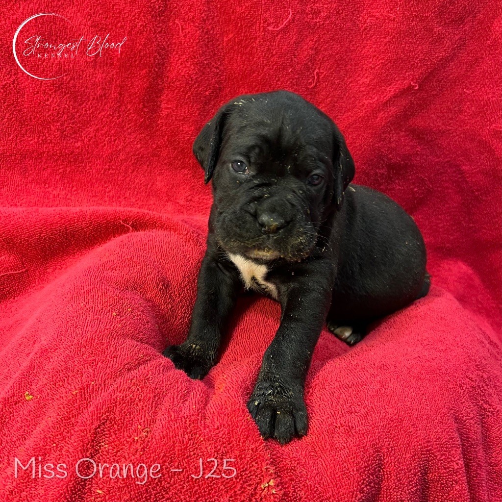 Strongest Blood - Chiot disponible  - Cane Corso