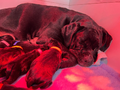 Strongest Blood - Cane Corso - Portée née le 26/12/2024