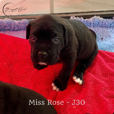 Miss Rose