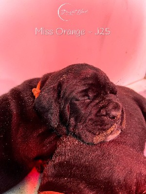 Miss Orange