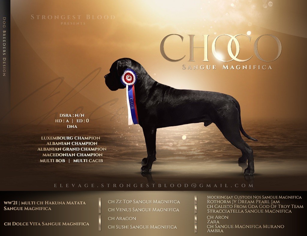 CH. Choco sangue magnifica