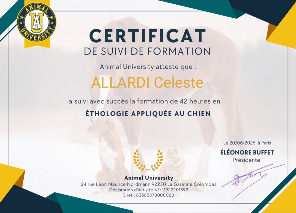Strongest Blood - Formation en éthologie canine validée !