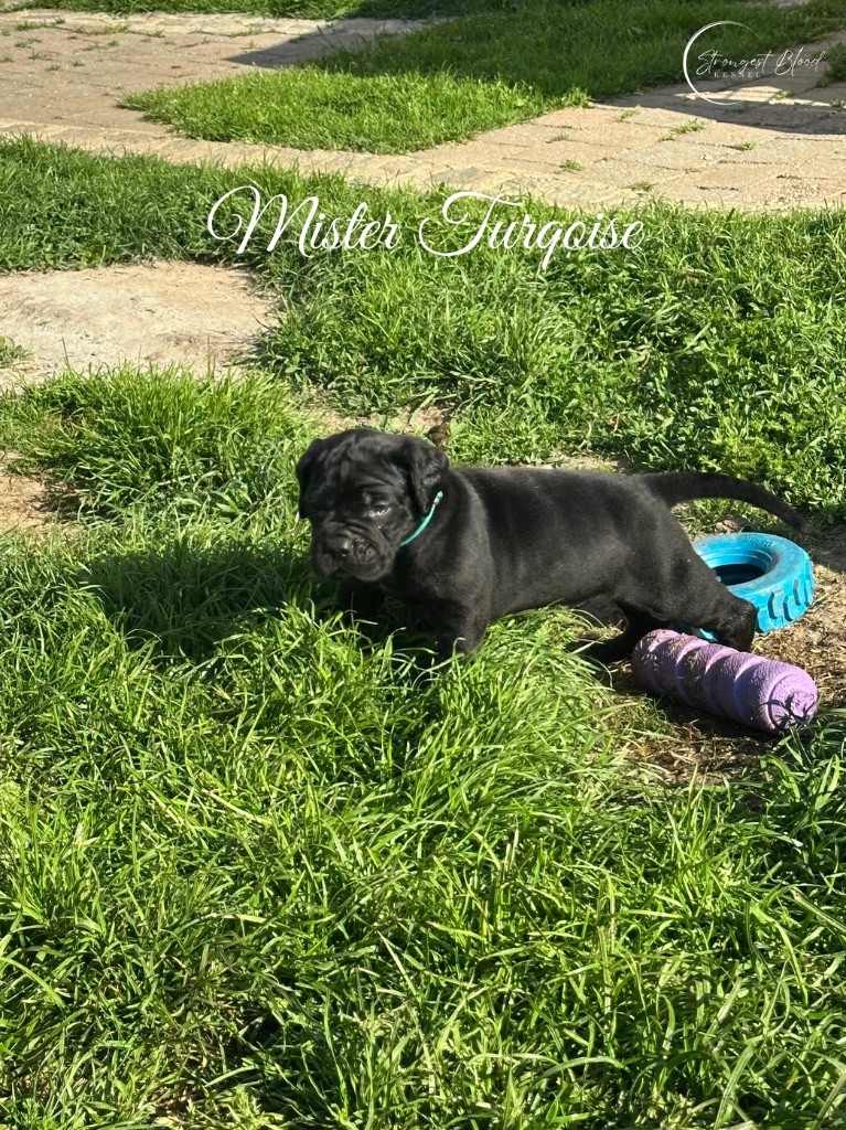 Strongest Blood - Chiots disponibles - Cane Corso