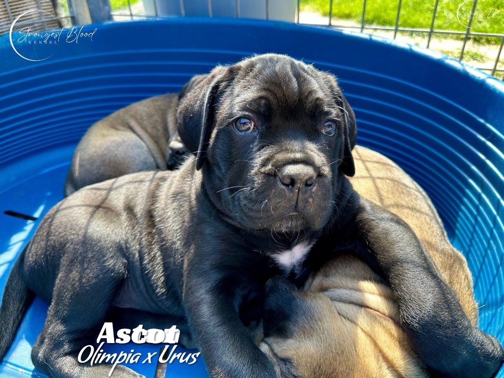 Strongest Blood - Chiots disponibles - Cane Corso