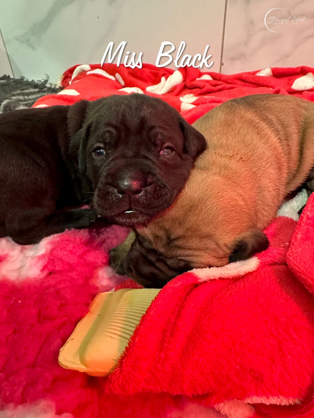 Strongest Blood - Chiots disponibles - Cane Corso