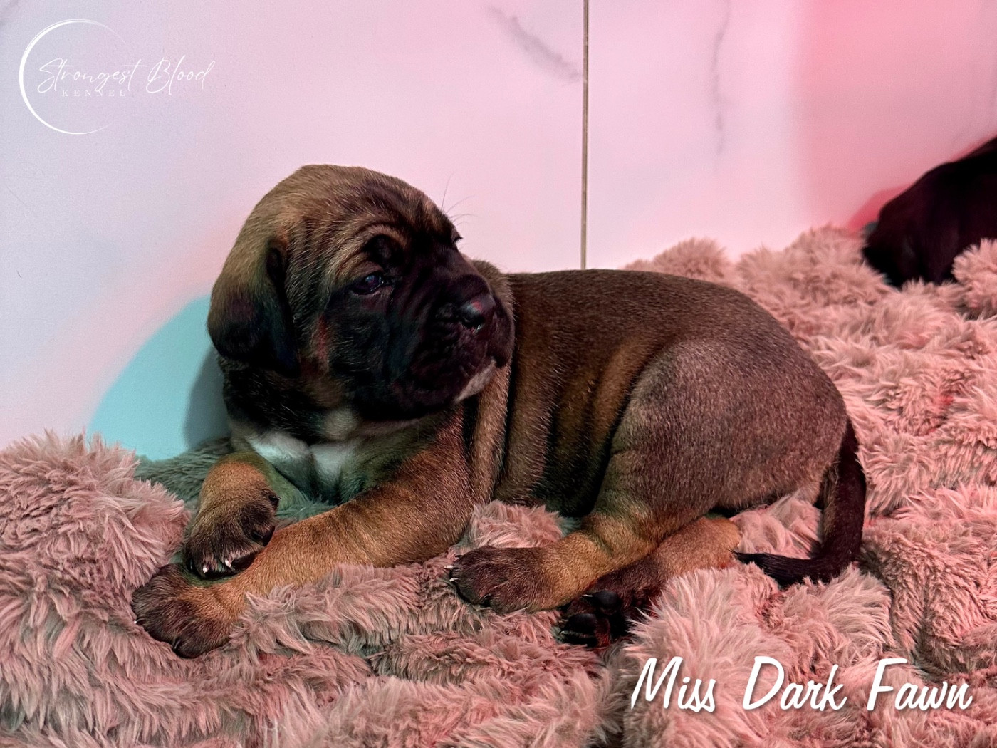 Strongest Blood - Chiots disponibles - Cane Corso