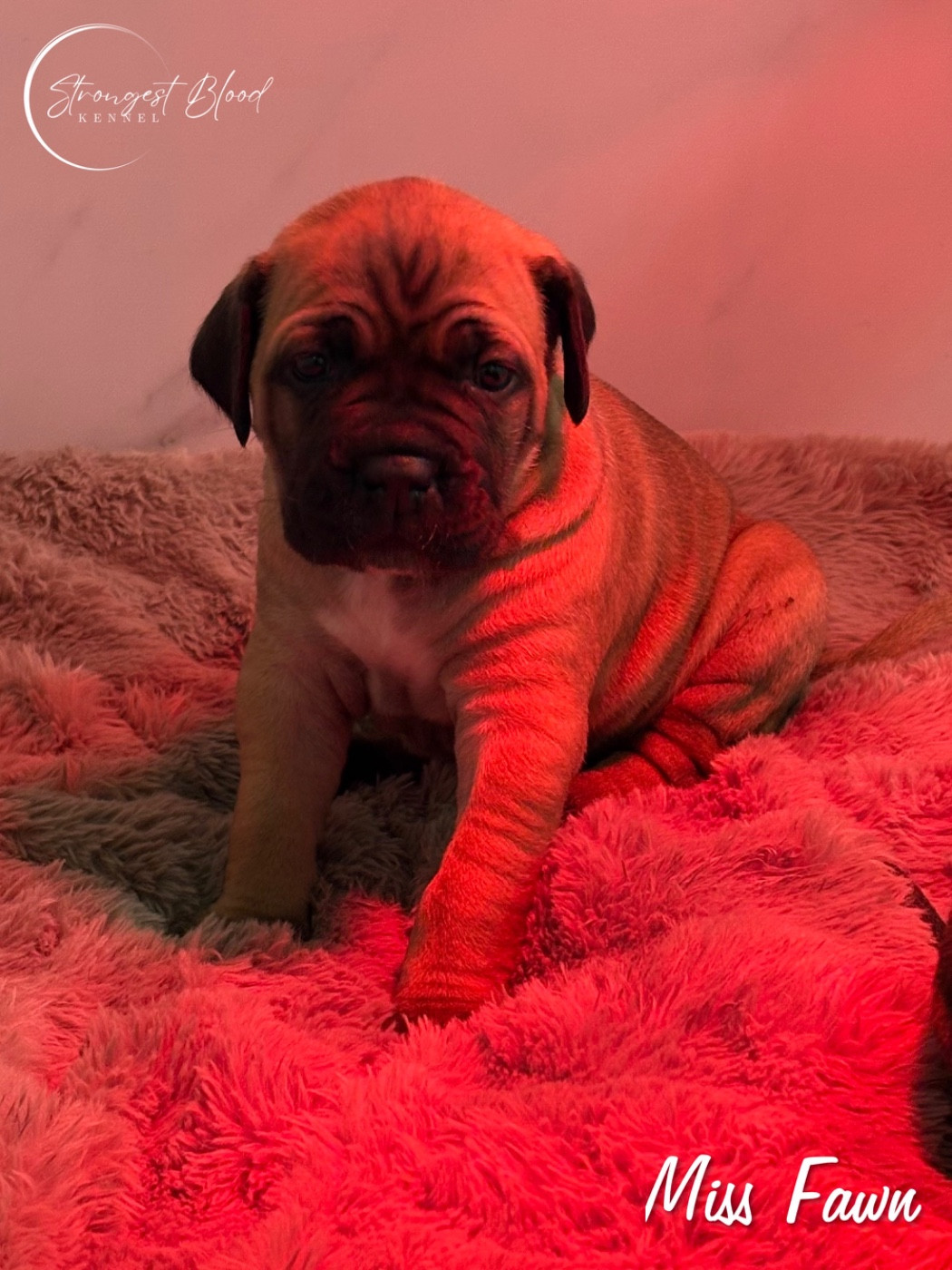 Strongest Blood - Chiots disponibles - Cane Corso