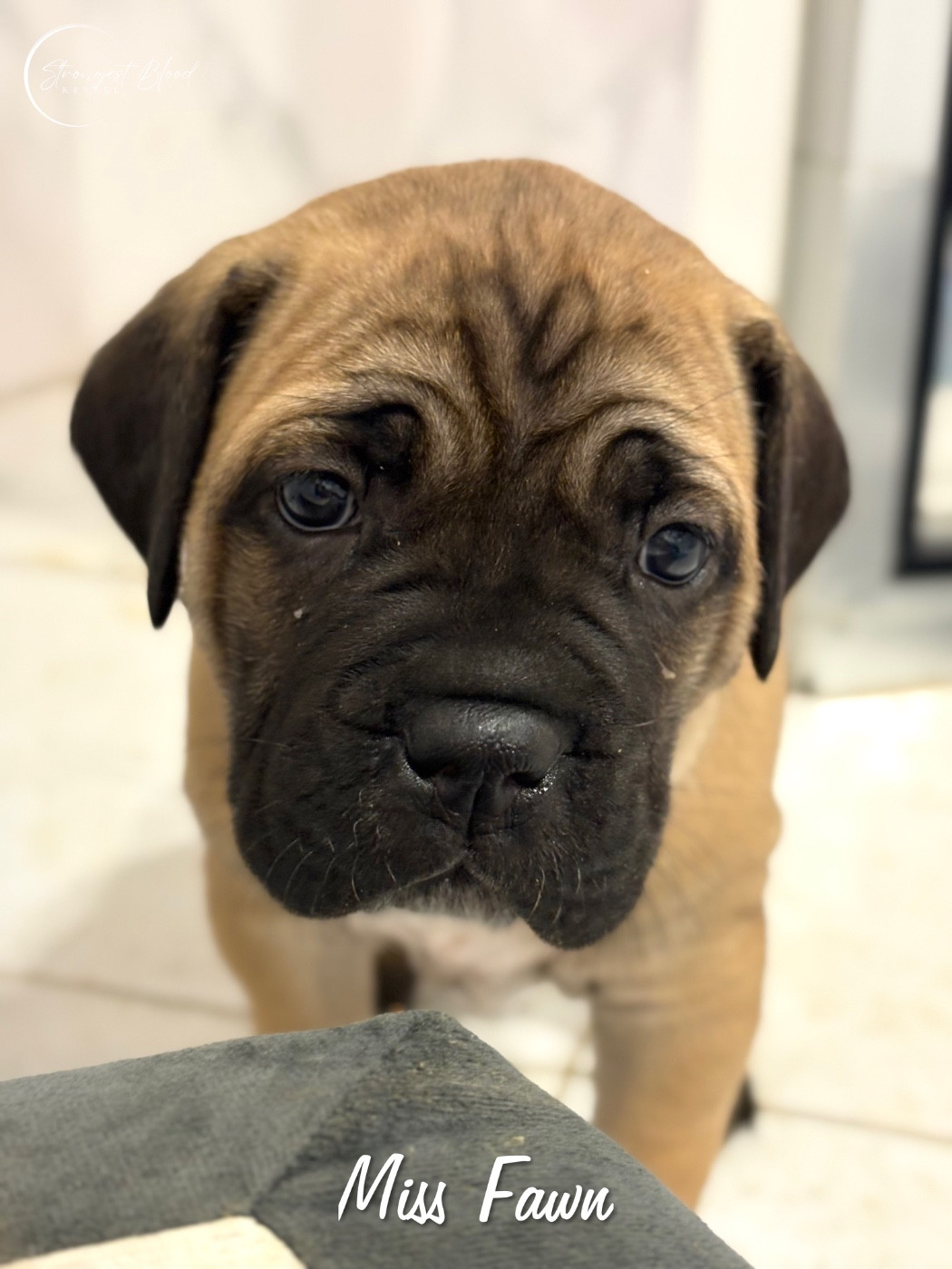 Strongest Blood - Chiots disponibles - Cane Corso