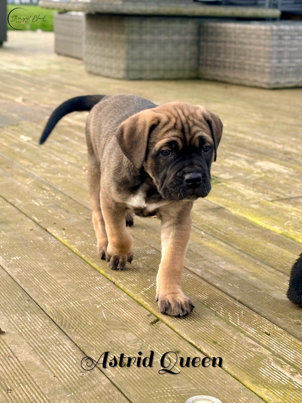 Strongest Blood - Chiots disponibles - Cane Corso