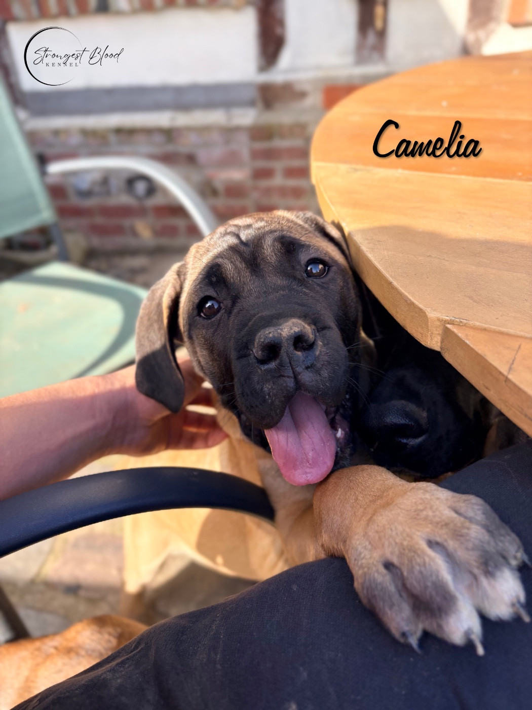 Strongest Blood - Chiots disponibles - Cane Corso