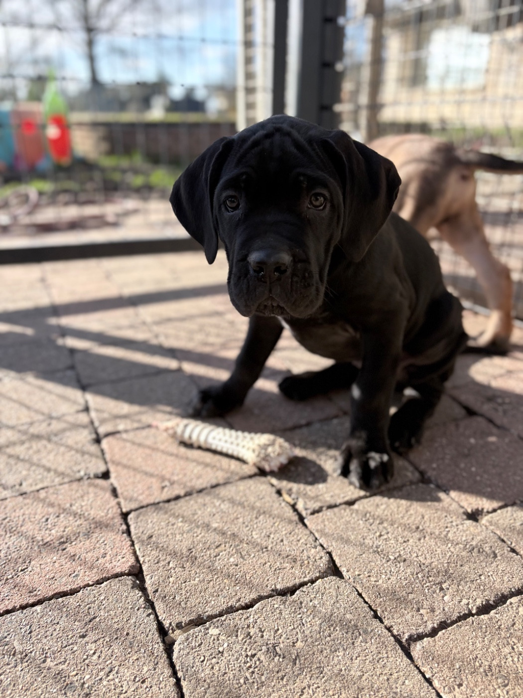 Strongest Blood - Chiots disponibles - Cane Corso