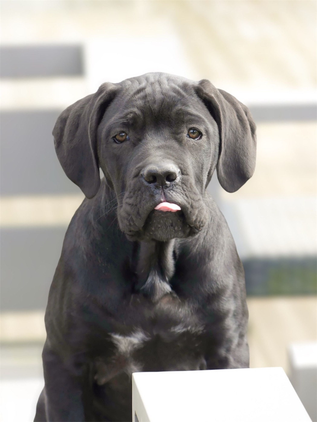 Strongest Blood - Chiots disponibles - Cane Corso