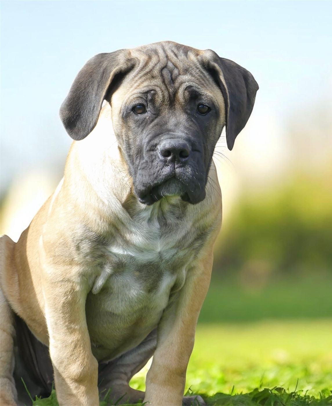 Strongest Blood - Chiots disponibles - Cane Corso