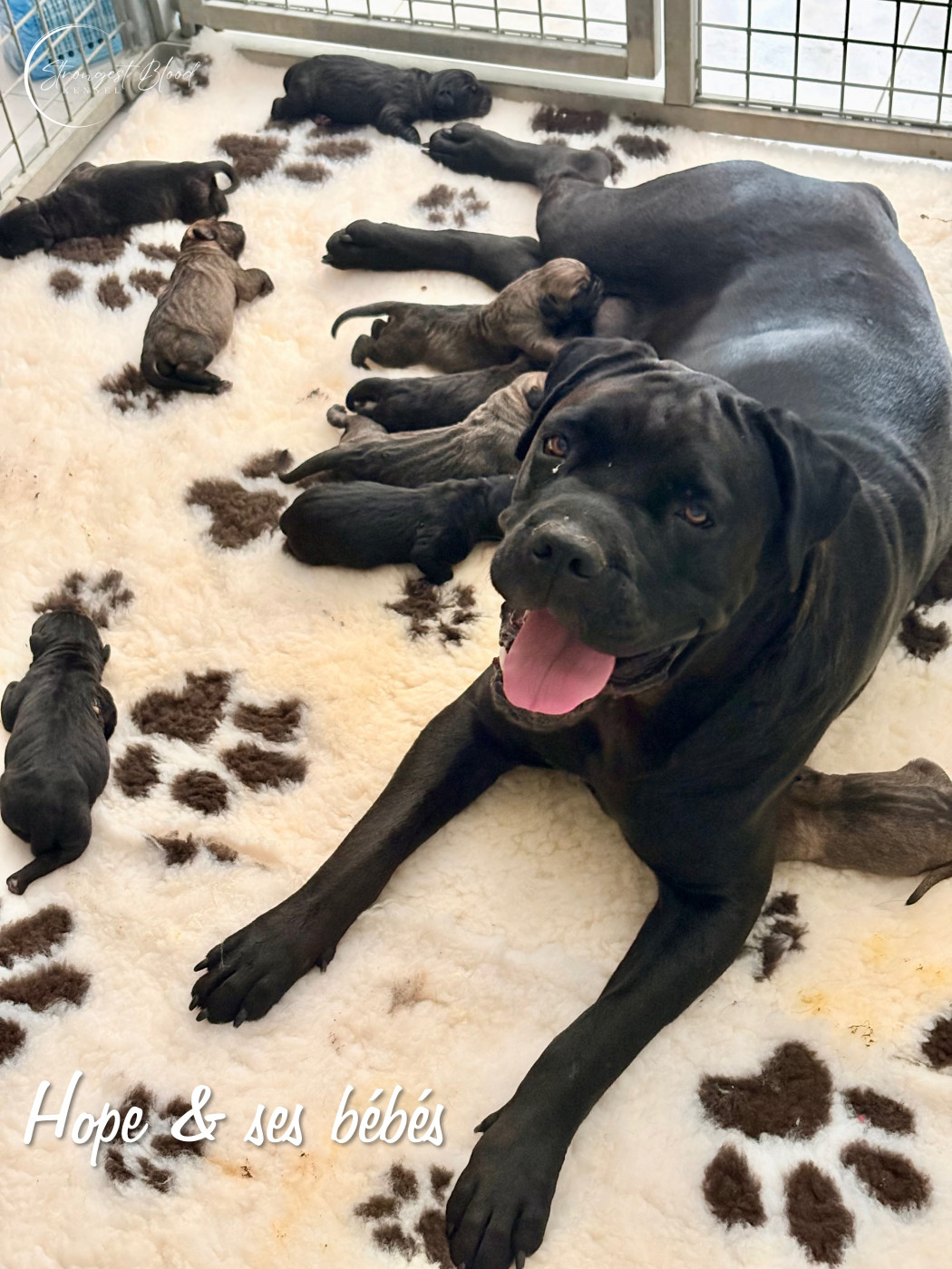 Strongest Blood - Cane Corso - Portée née le 29/07/2026