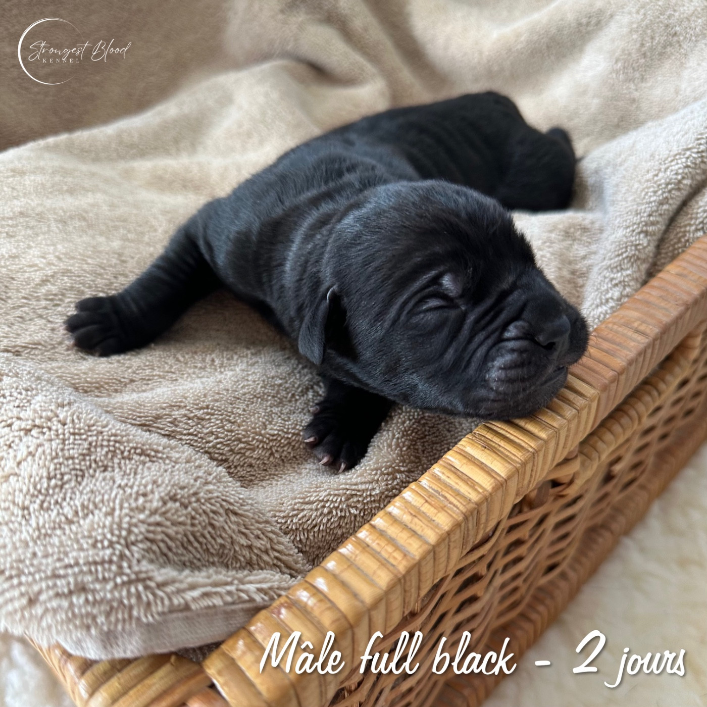Strongest Blood - Chiots disponibles - Cane Corso