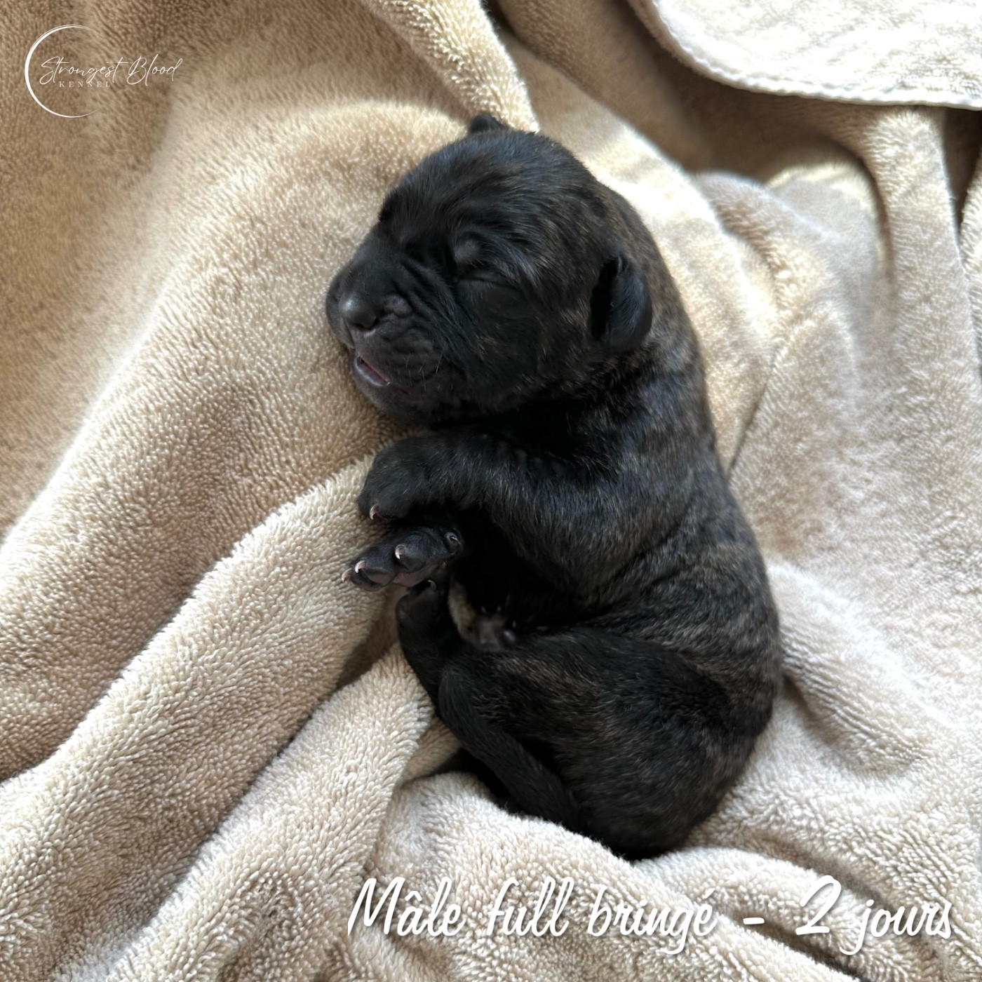 Strongest Blood - Chiots disponibles - Cane Corso
