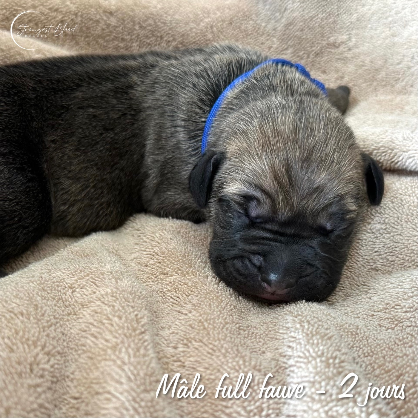 Strongest Blood - Chiots disponibles - Cane Corso
