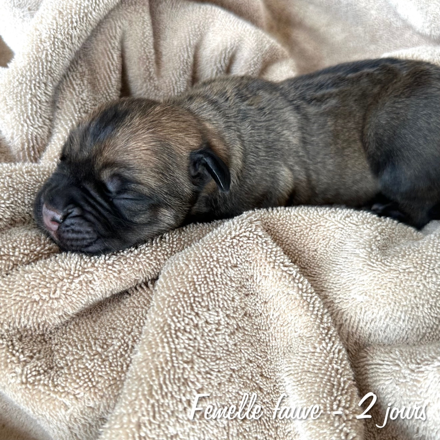Strongest Blood - Chiots disponibles - Cane Corso