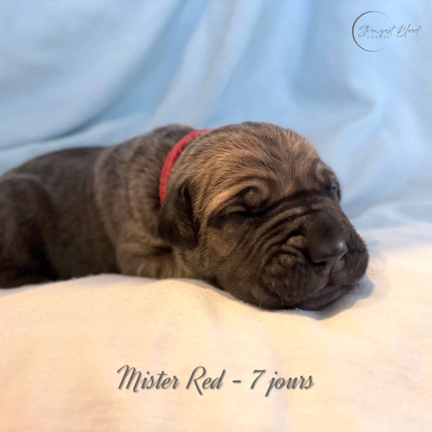 Strongest Blood - Chiots disponibles - Cane Corso