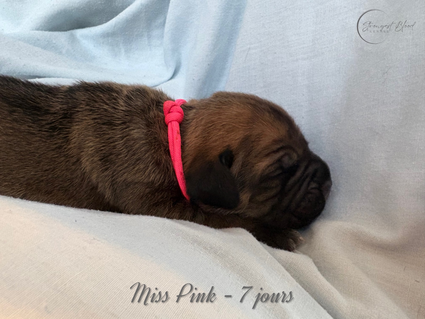 Strongest Blood - Chiots disponibles - Cane Corso