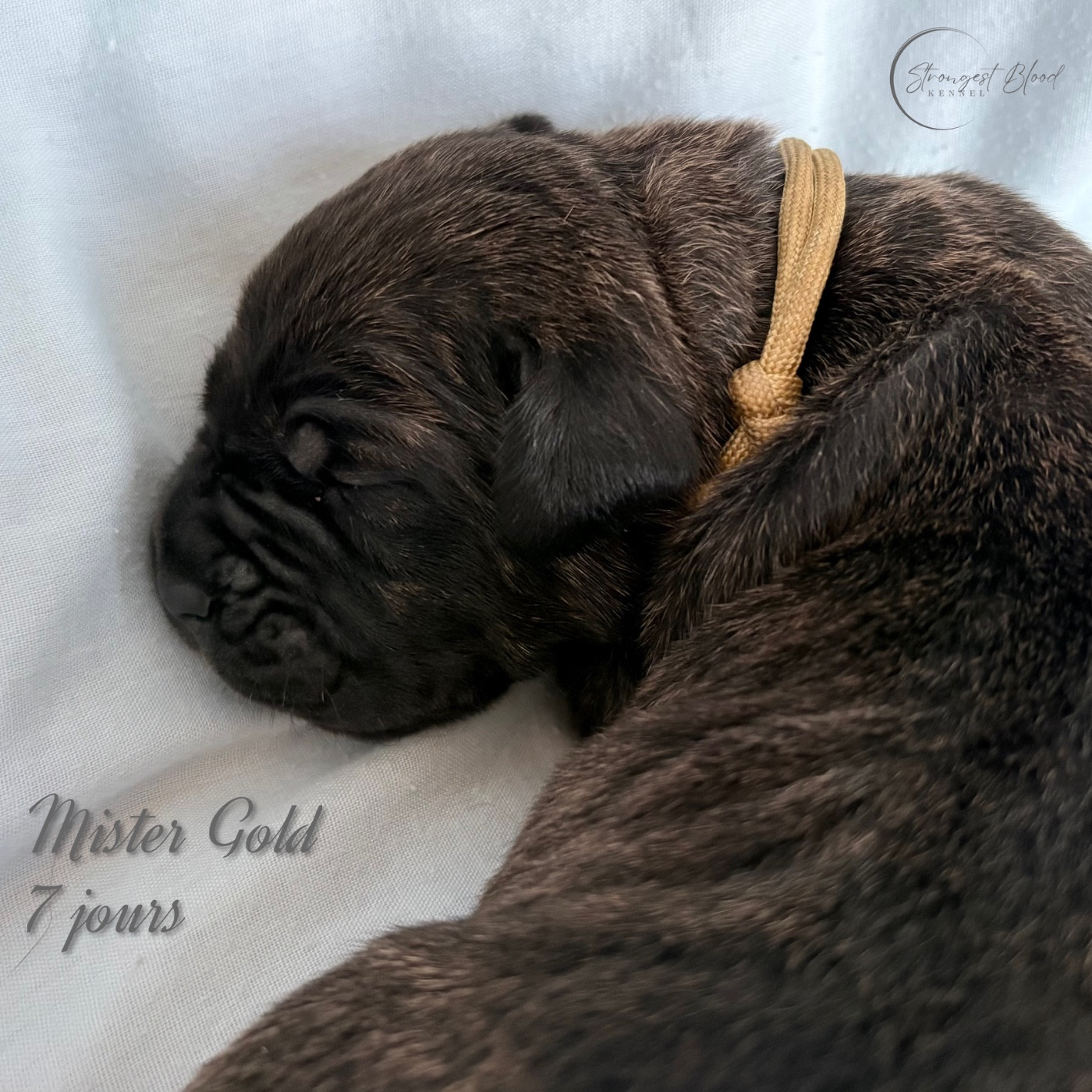 Strongest Blood - Chiots disponibles - Cane Corso