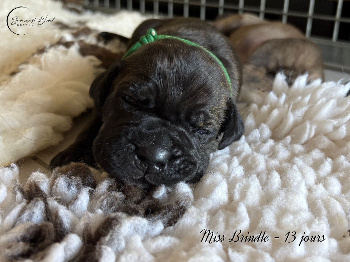 Strongest Blood - Chiots disponibles - Cane Corso