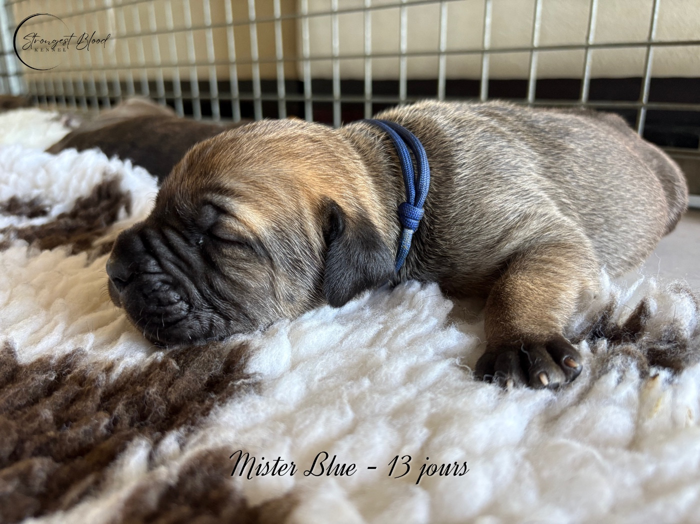 Strongest Blood - Chiots disponibles - Cane Corso