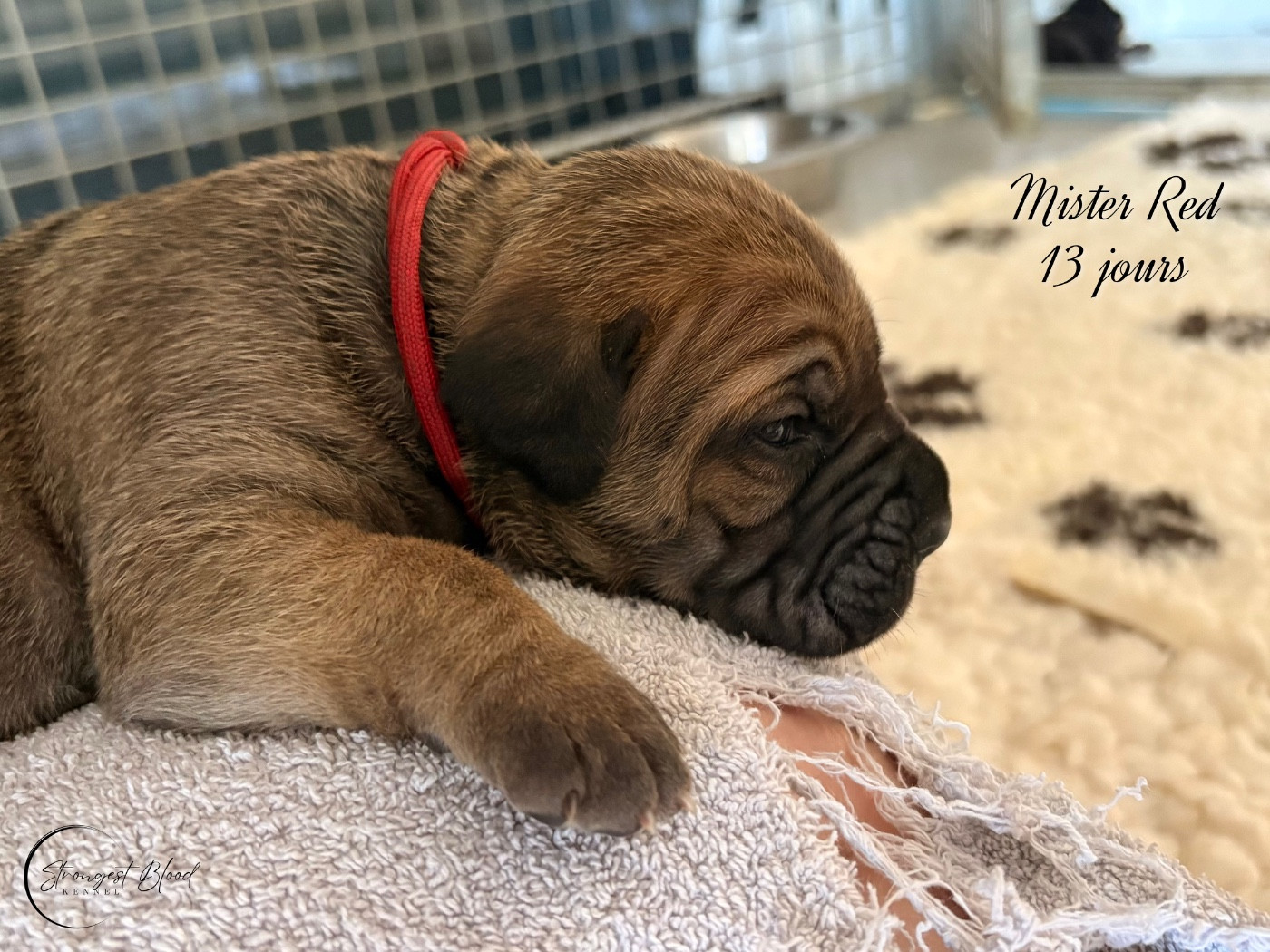 Strongest Blood - Chiots disponibles - Cane Corso