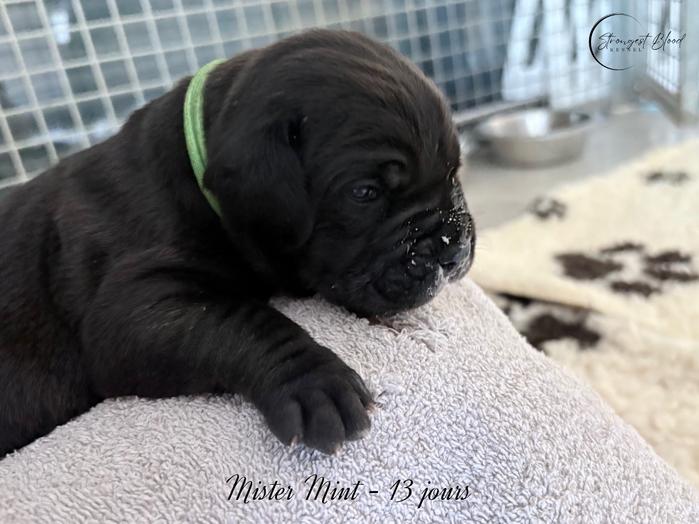 Strongest Blood - Chiots disponibles - Cane Corso