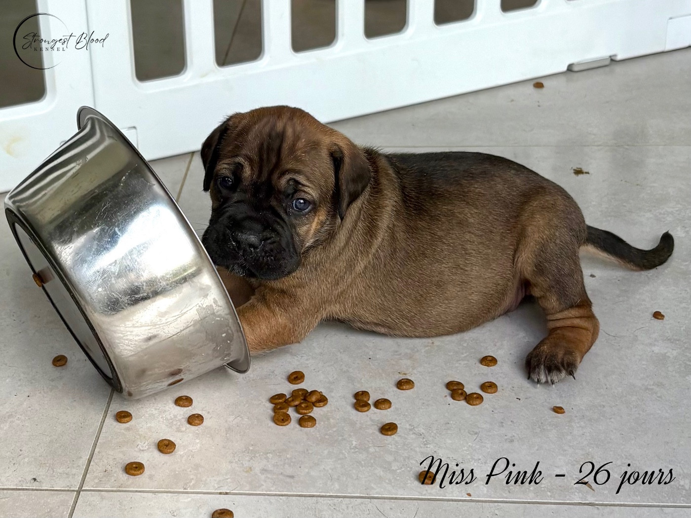 Strongest Blood - Chiots disponibles - Cane Corso
