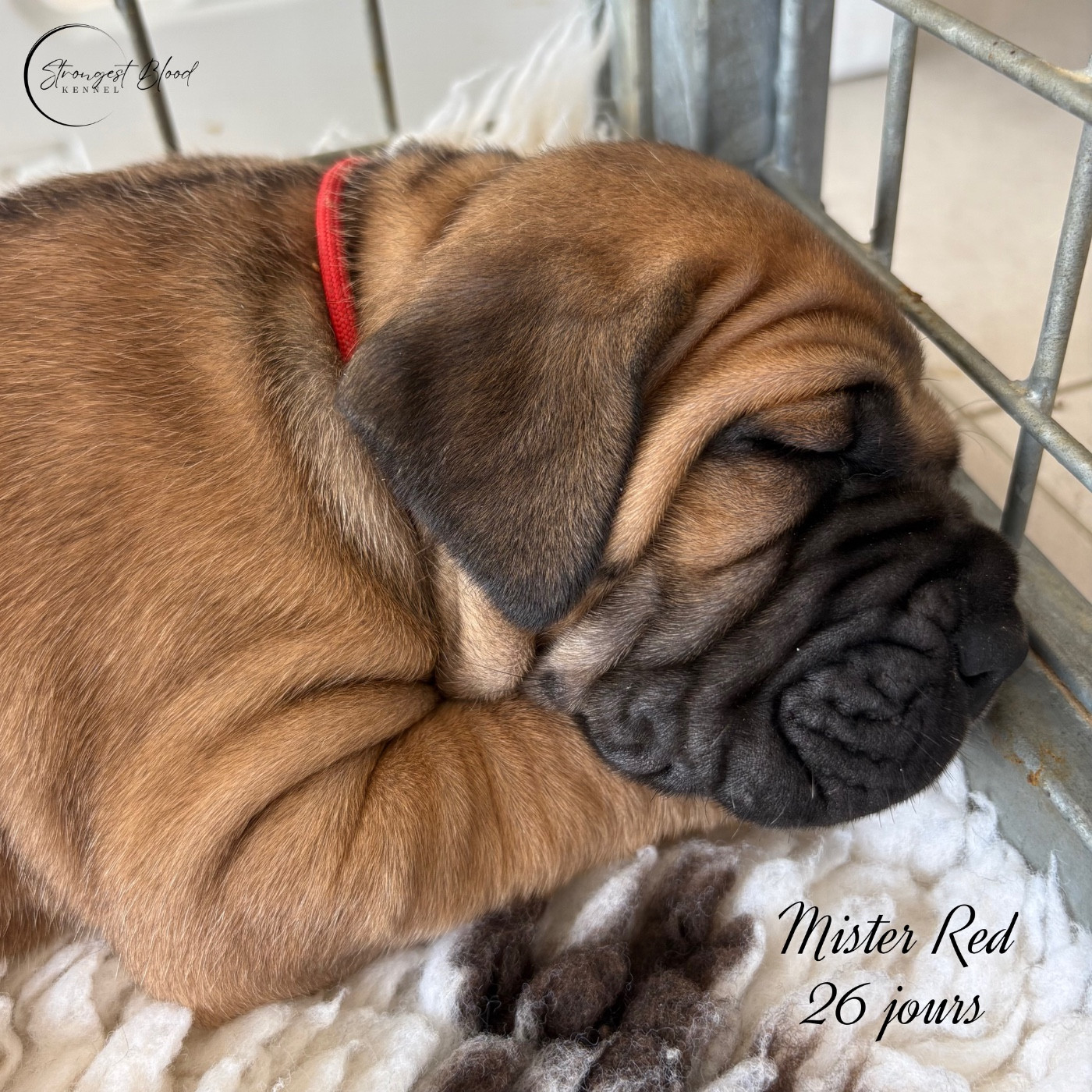 Strongest Blood - Chiots disponibles - Cane Corso