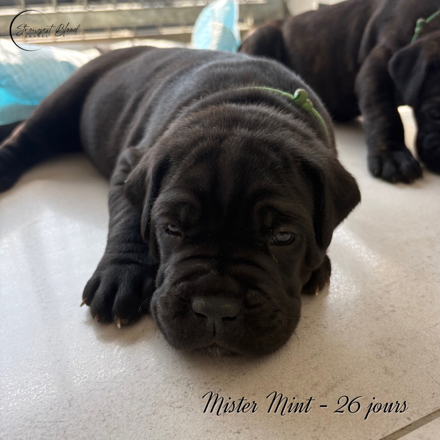Strongest Blood - Chiots disponibles - Cane Corso