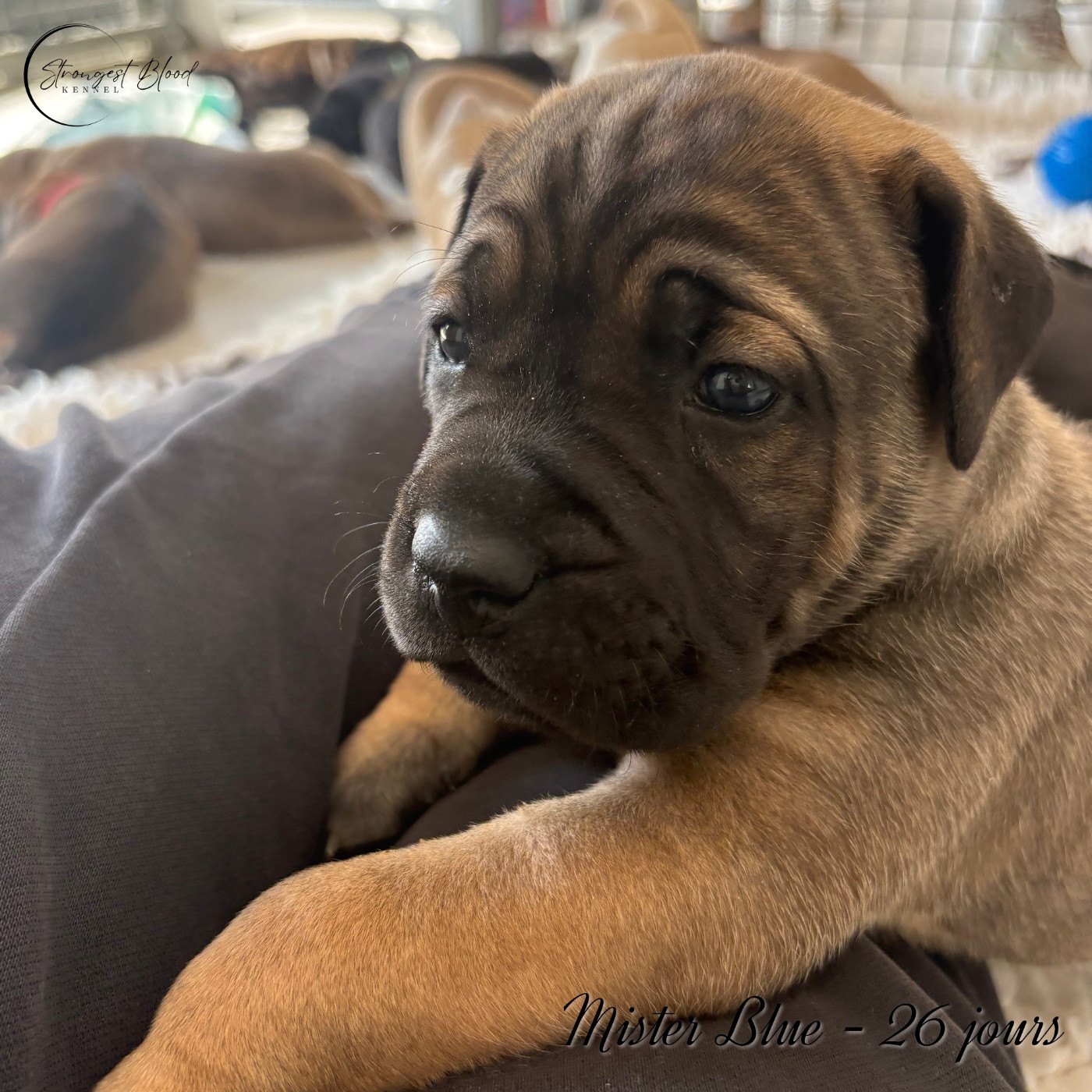 Strongest Blood - Chiots disponibles - Cane Corso
