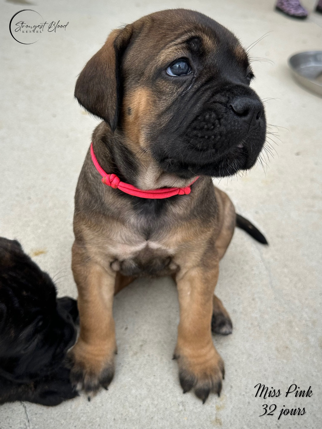 Strongest Blood - Chiots disponibles - Cane Corso