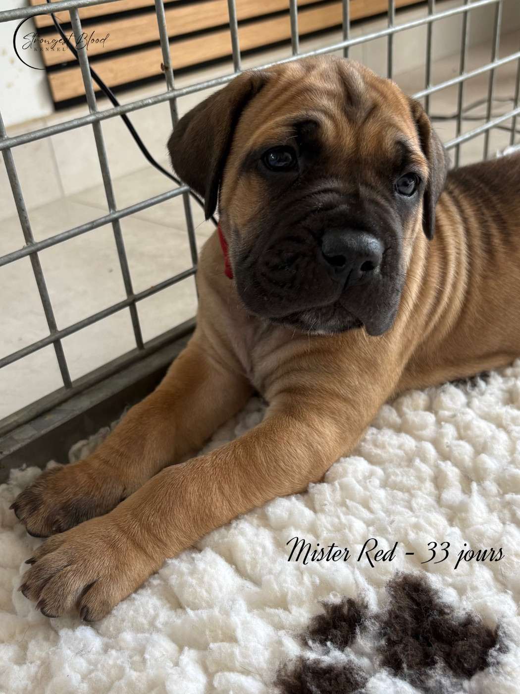 Strongest Blood - Chiots disponibles - Cane Corso