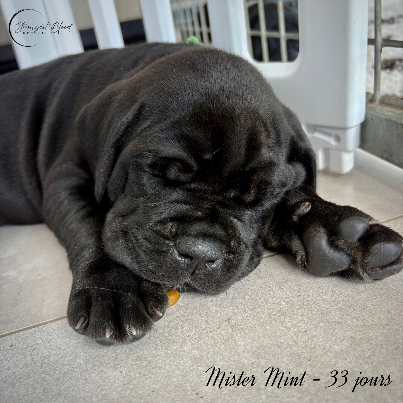 Strongest Blood - Chiots disponibles - Cane Corso