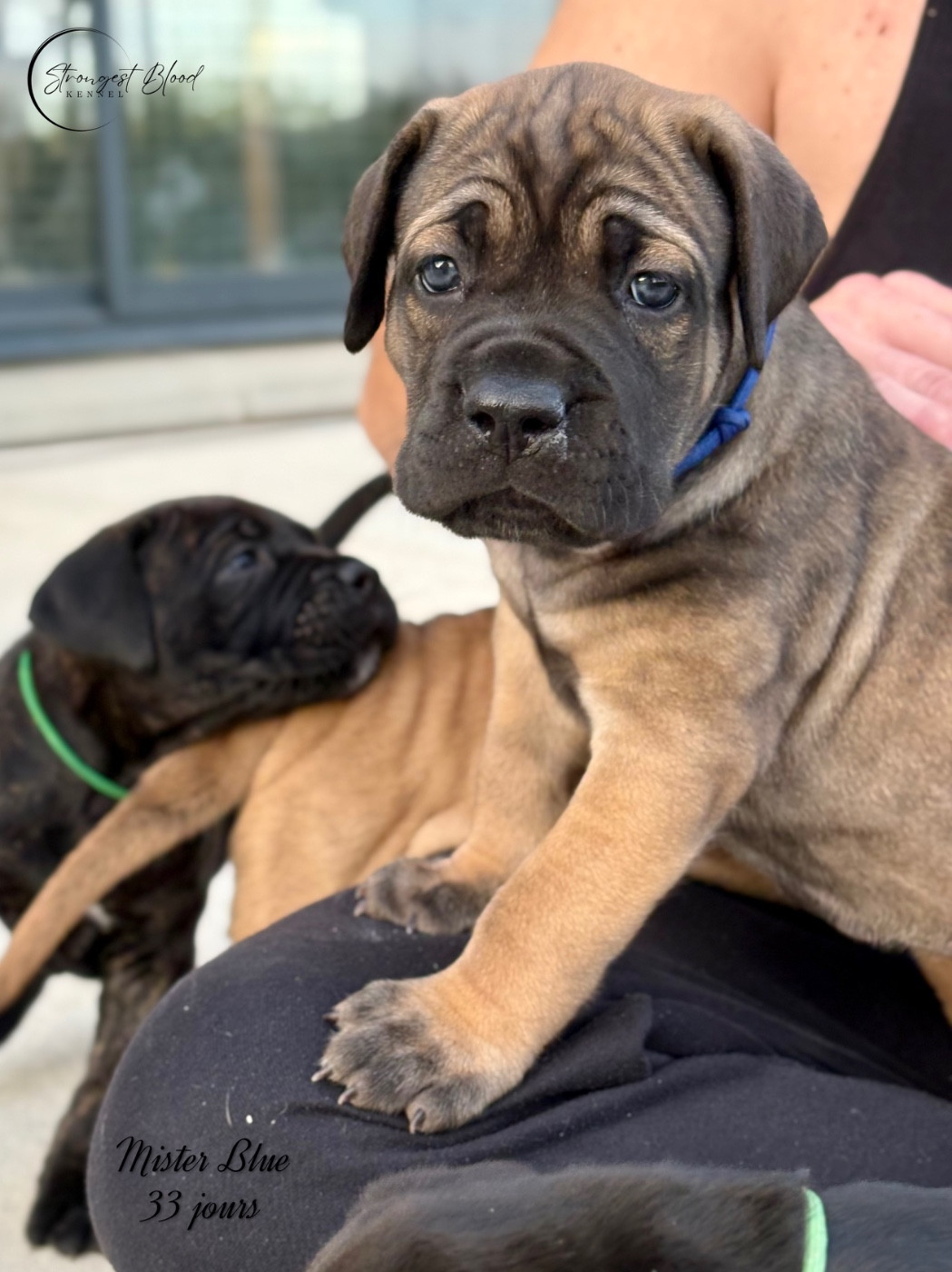 Strongest Blood - Chiots disponibles - Cane Corso