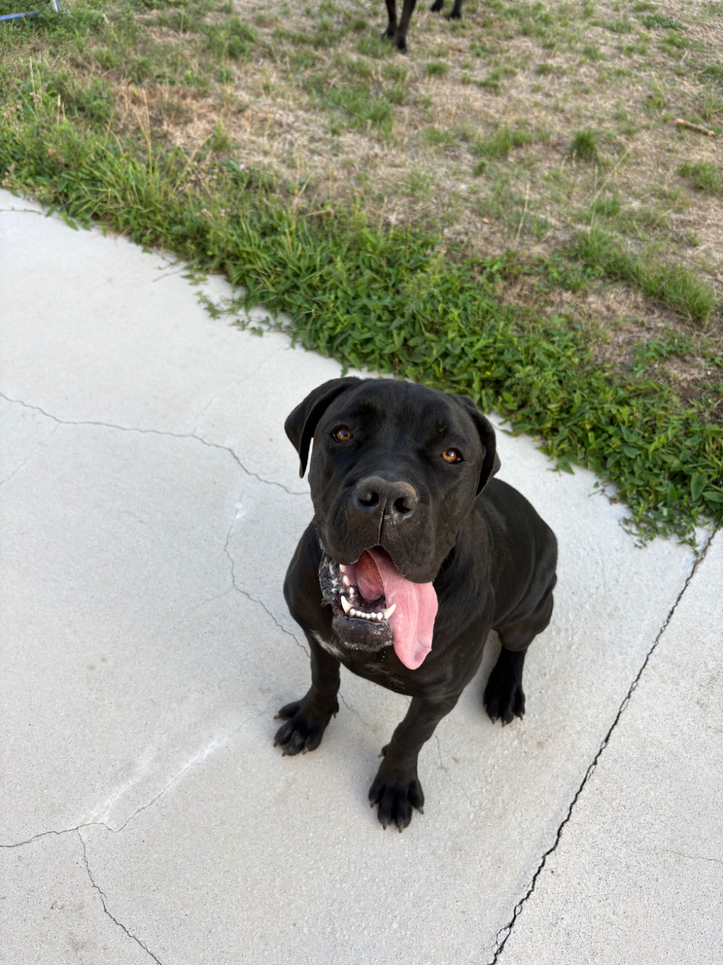 Strongest Blood - Chiots disponibles - Cane Corso