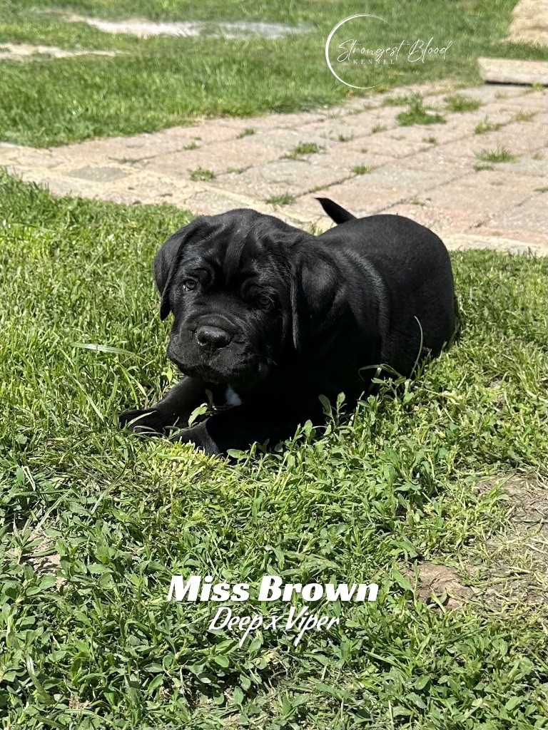 Strongest Blood - Chiots disponibles - Cane Corso