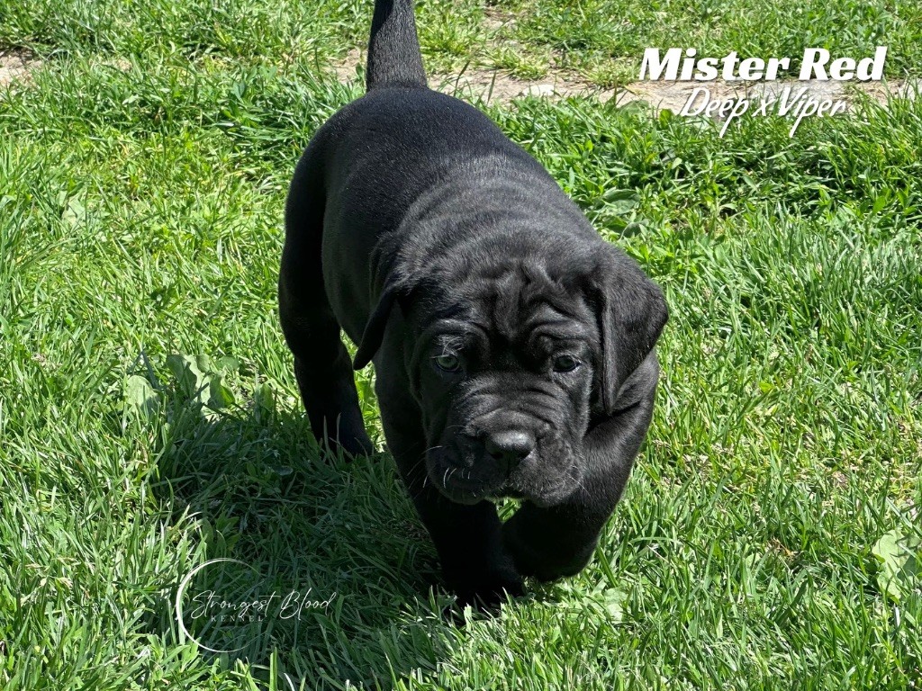 Strongest Blood - Chiots disponibles - Cane Corso