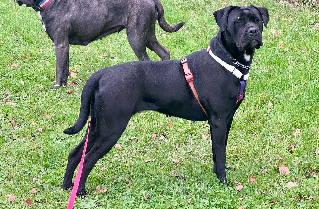 Strongest Blood - Chiots disponibles - Cane Corso