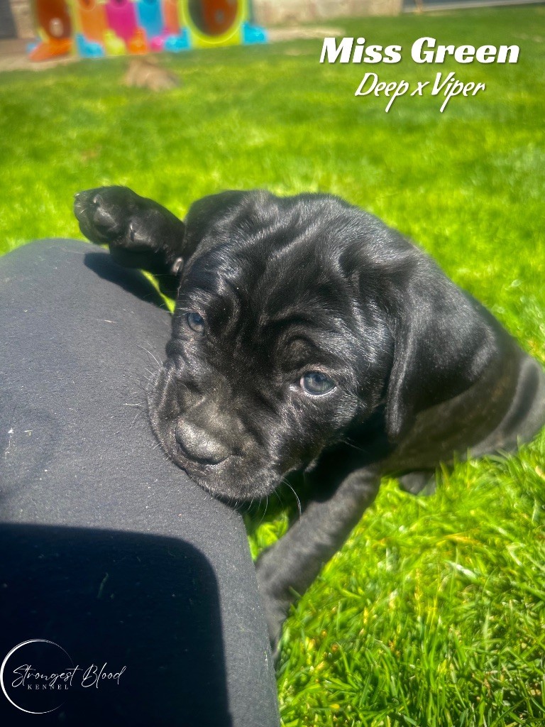 Strongest Blood - Chiots disponibles - Cane Corso