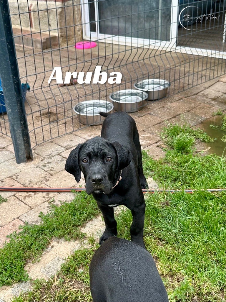 Strongest Blood - Chiots disponibles - Cane Corso