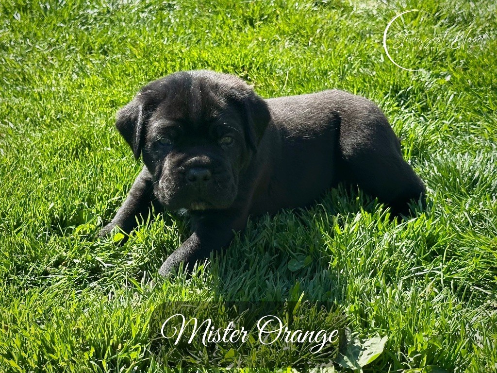 Strongest Blood - Chiots disponibles - Cane Corso