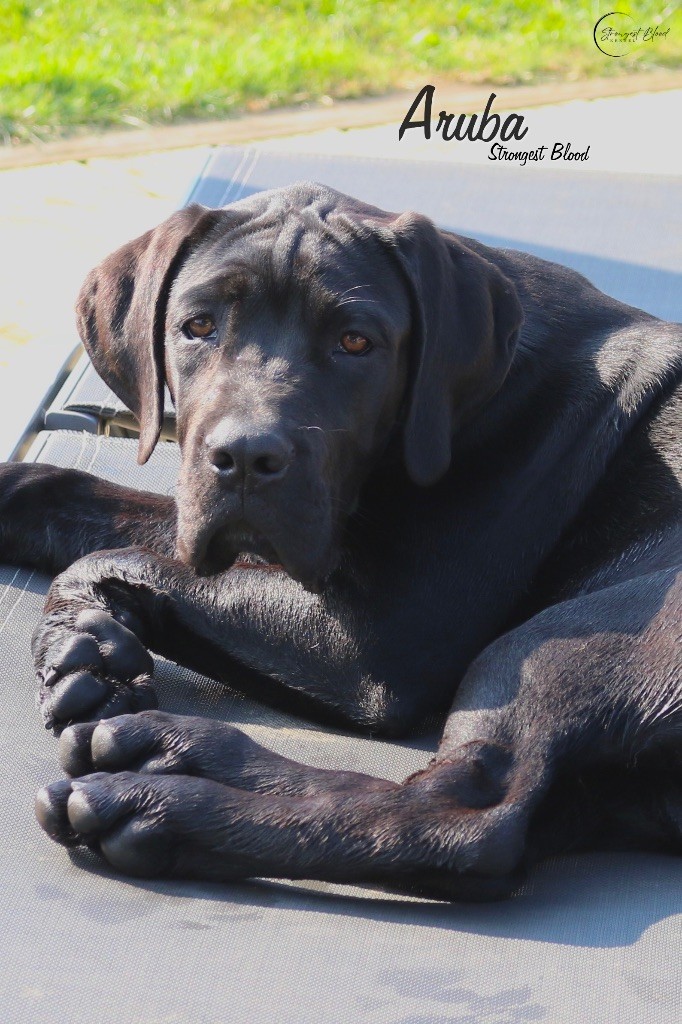 Strongest Blood - Chiots disponibles - Cane Corso