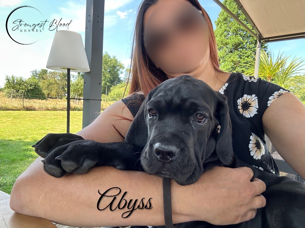 Strongest Blood - Chiots disponibles - Cane Corso