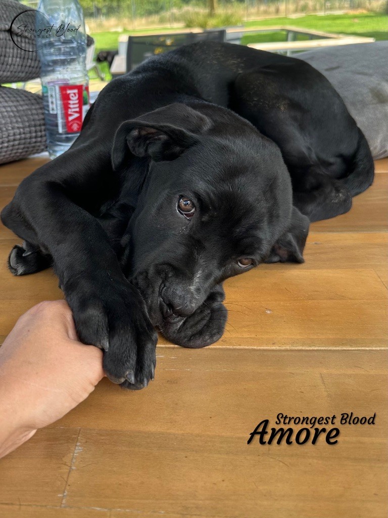 Strongest Blood - Chiots disponibles - Cane Corso