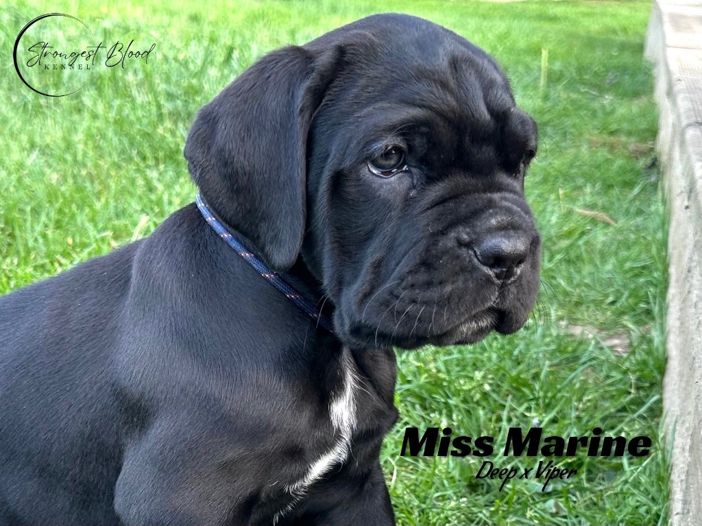 Strongest Blood - Chiots disponibles - Cane Corso