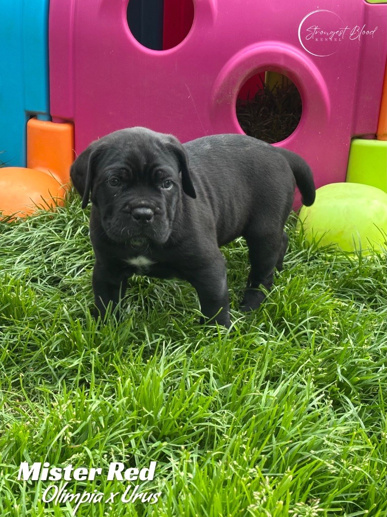Strongest Blood - Chiots disponibles - Cane Corso