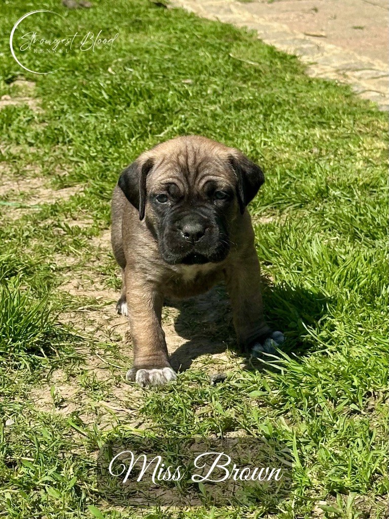 Strongest Blood - Chiots disponibles - Cane Corso